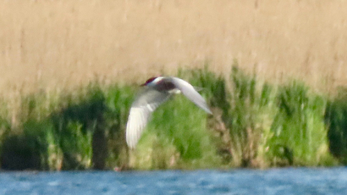 Whiskered Tern