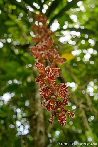 Dimorphorchis