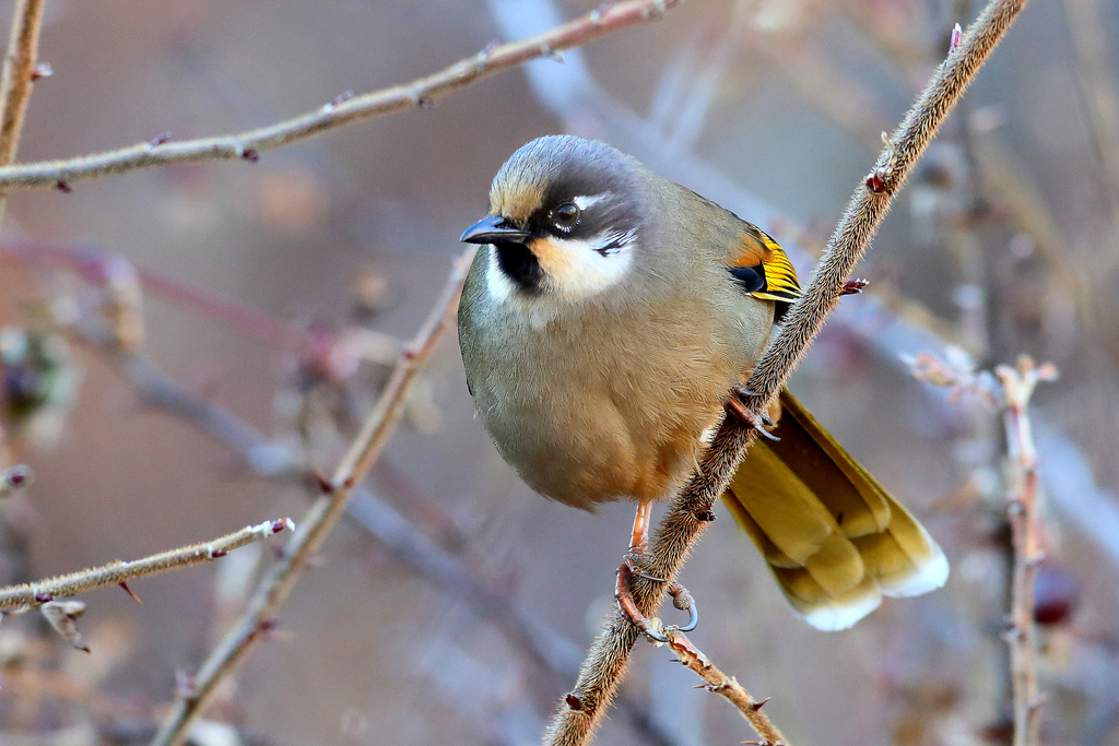 Variegated Laughingthrush (Trochalopteron variegatum) photo