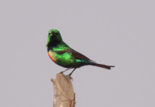 Beautiful Sunbird
