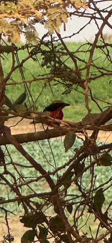 Yellow-crowned Gonolek