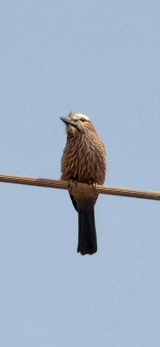 Purple Roller