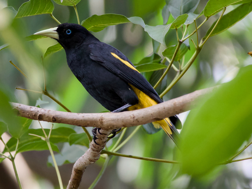 Yellow-rumped Cacique
