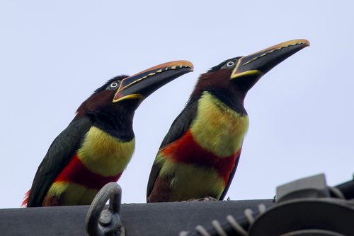 Chestnut-eared Aracari