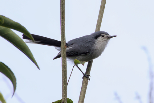 Masked Gnatcatcher