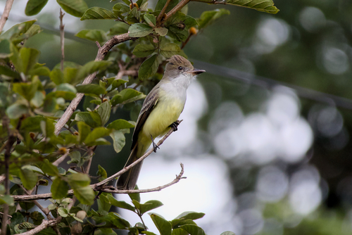 Brown-crested Flycatcher