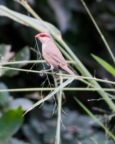 Common Waxbill