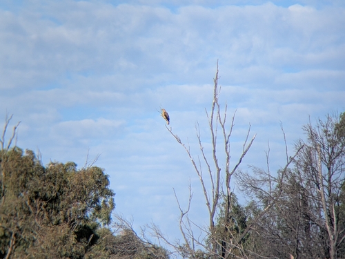 Whistling Kite