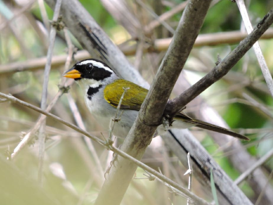 Sao Francisco Sparrow photo