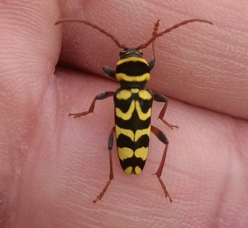 Neoplagionotus scalaris