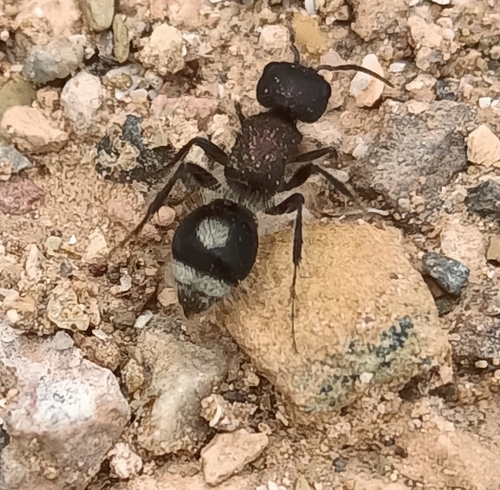 Sigilla dorsata