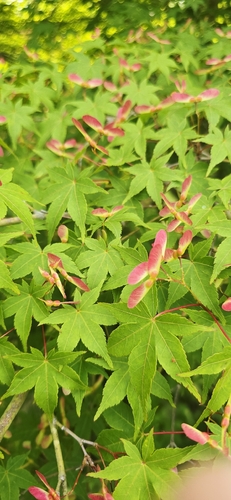 Japanese maple