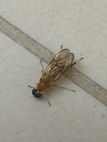 Ptecticus testaceus