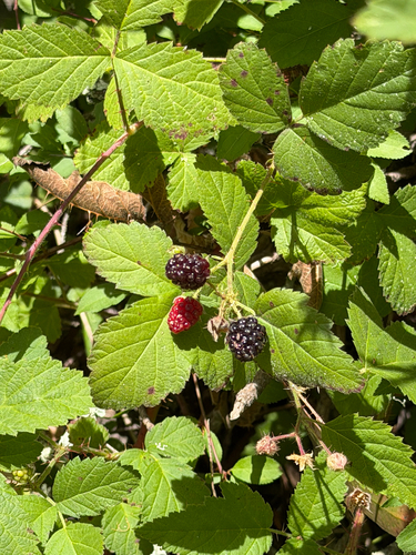 Observation photo