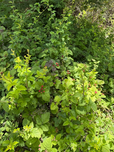 Observation photo