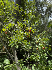 iNaturalist observation photo