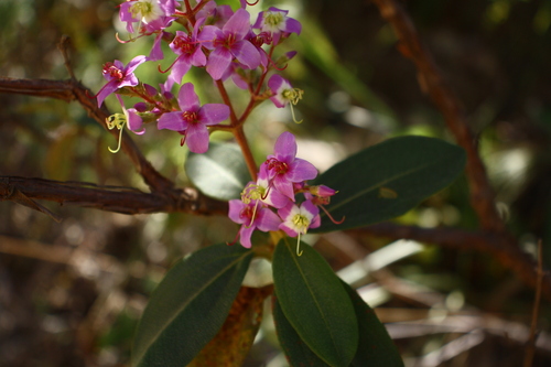 Macairea radula