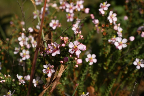 Microlicia ramosa