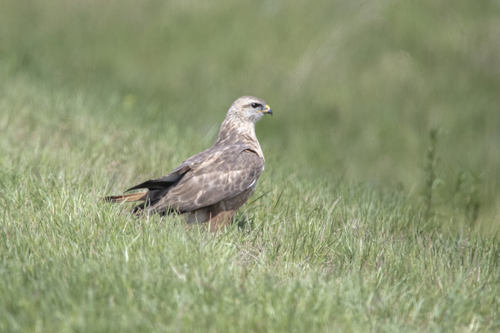 Common Buzzard