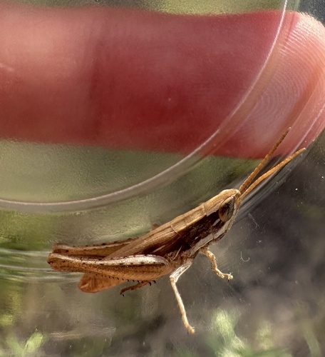 Obscure grasshopper