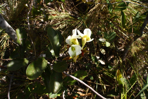 Odontadenia lutea