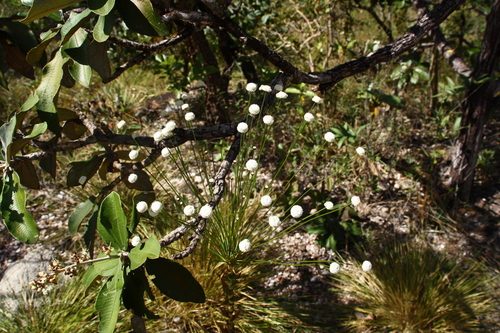 Paepalanthus chiquitensis