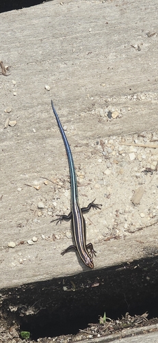 Japanese five-lined skink