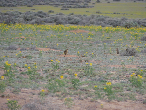 Gunnison's Prairie Dog observed by davidoutomuro
