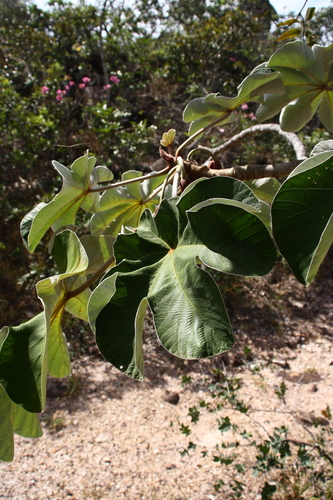 Cecropia saxatilis