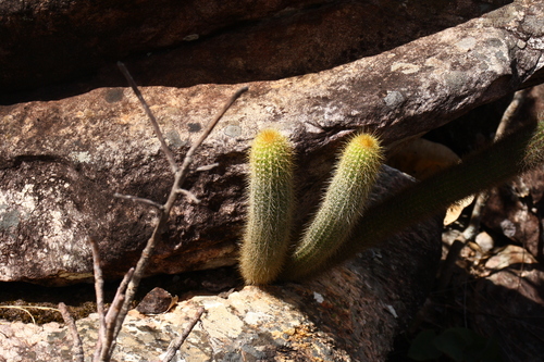 Pilosocereus vilaboensis