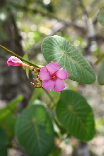 Stipecoma peltigera