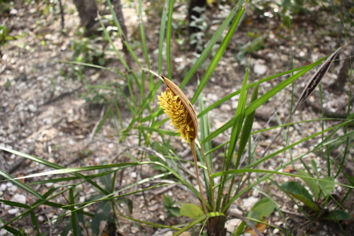 Allagoptera campestris
