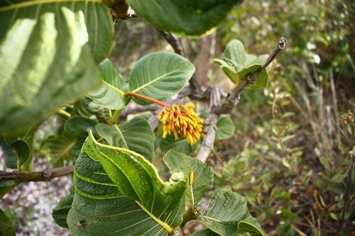 Palicourea rigida