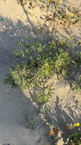 iNaturalist observation photo of collared annual lupine