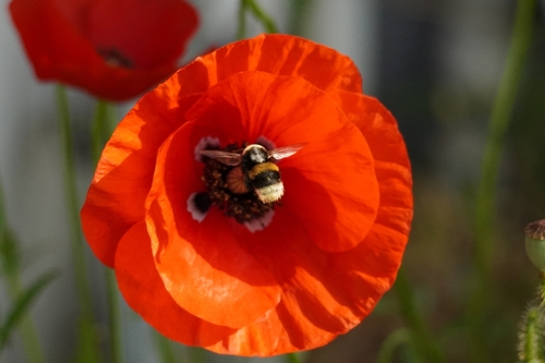 Buff-tailed Bumble Bee