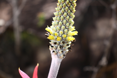 Aechmea bromeliifolia