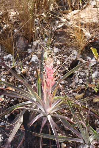 Bromelia interior