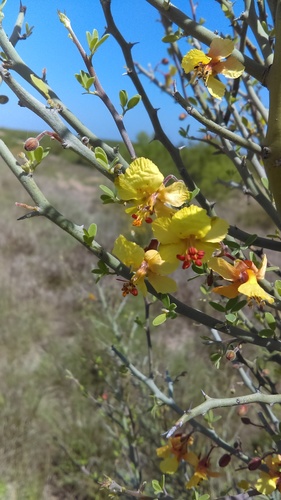 Parkinsonia texana var. texana