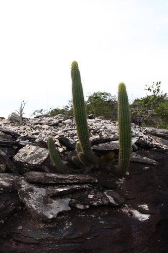 Pilosocereus vilaboensis pluricostatus