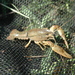 Procambarus cuevachicae - Photo (c) Michael Tobler, all rights reserved, uploaded by Michael Tobler