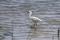 Snowy Egret