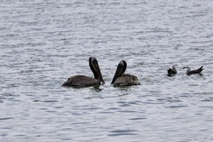 California Brown Pelican