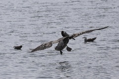 California Brown Pelican