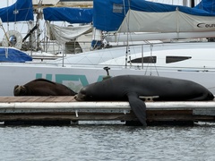 California Sea Lion