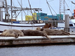 Harbor Seal