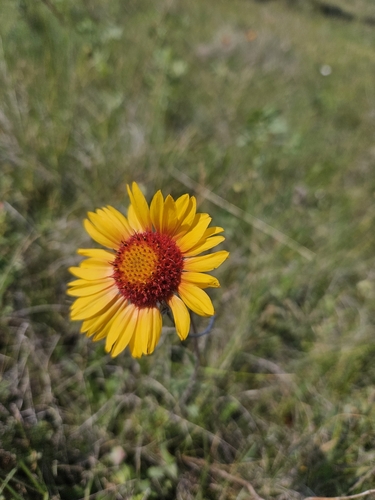 great blanketflower