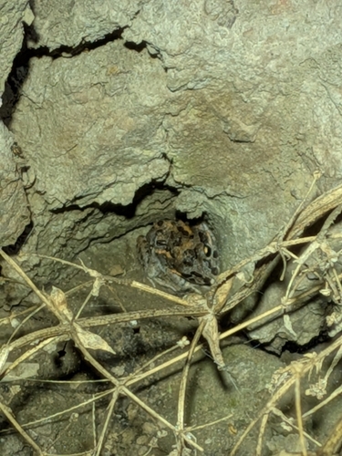 Salmon-striped Frog