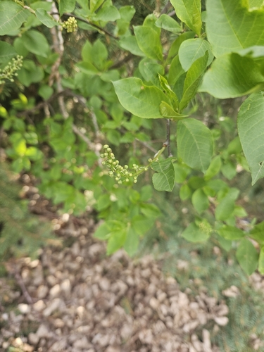 chokecherry