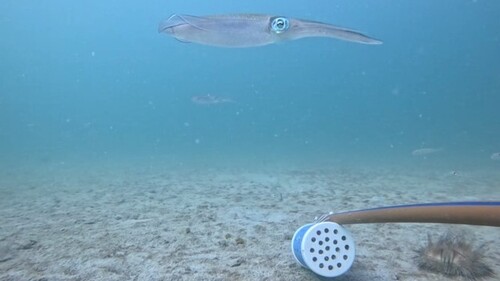 Bigfin Reef Squid