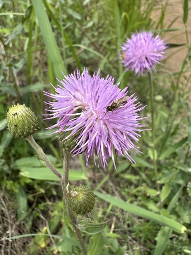 Cirsium arvense integrifolium